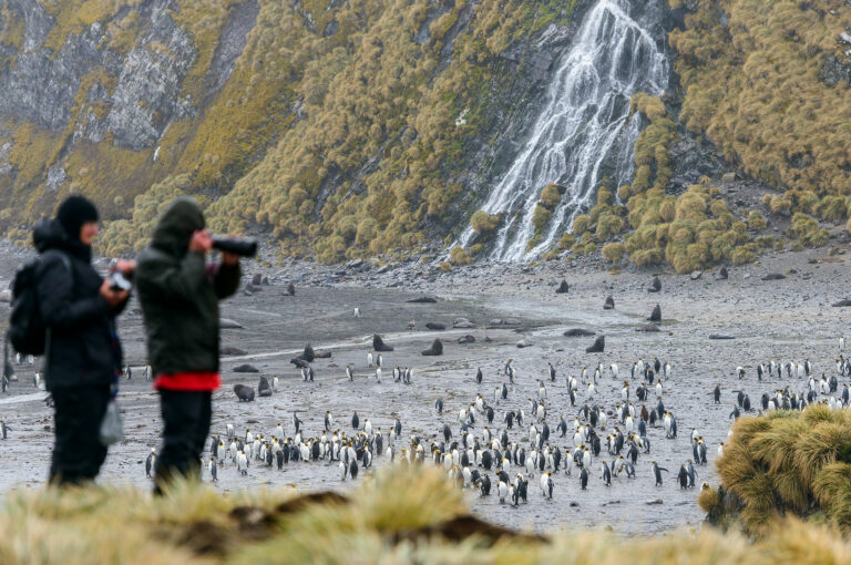Pinguïns en toeristen