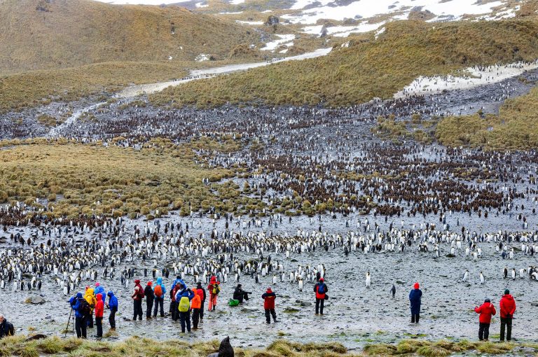 Right Whale Bay tourists and penguins