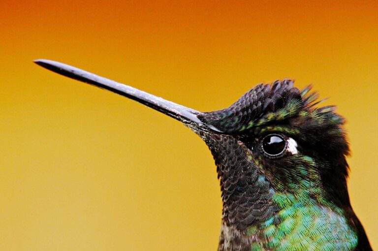 Close up portrait of a Rivoli's hummingbird