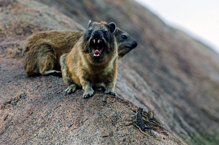 Two rock hyrax hyraxes and Agame lizards on a rock