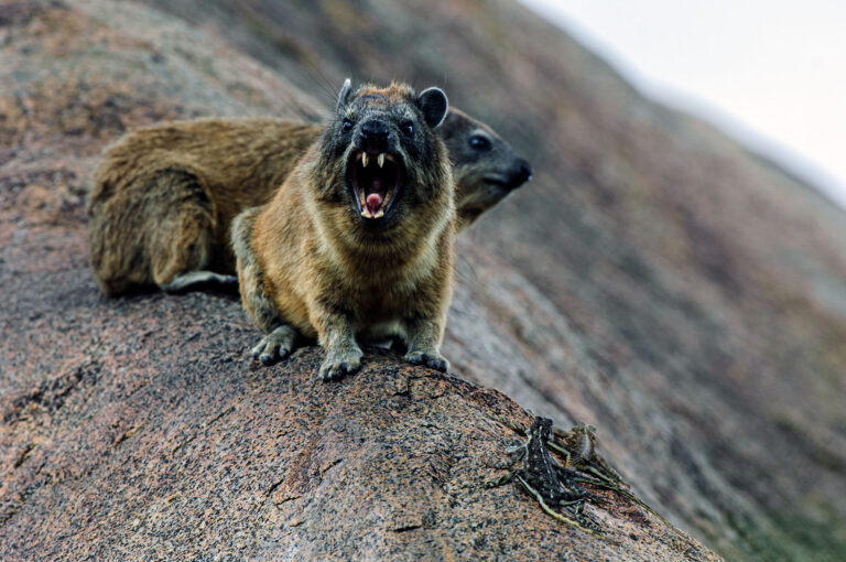 Two rock hyrax hyraxes and Agame lizards on a rock
