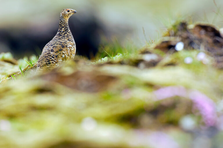 Female rock ptarmigan