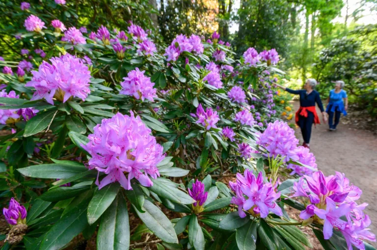 Rododendrons en wandelaars.