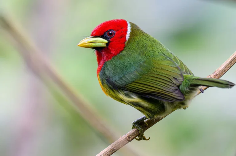 Roodkopbaardvogel mannetje
