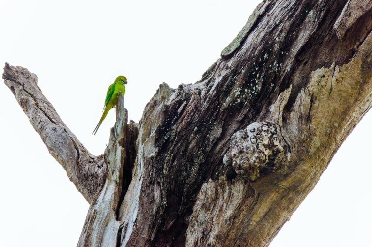 Rose-ringed parakeet in tree