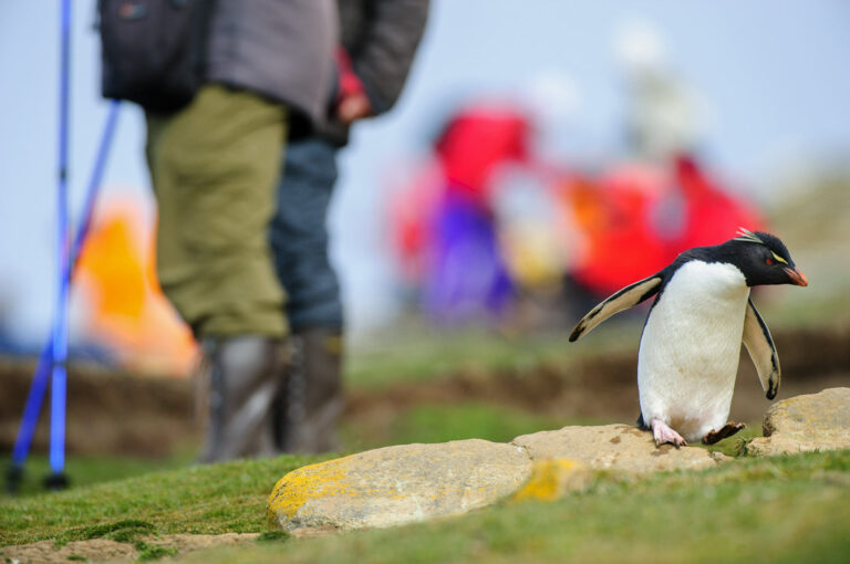 Rotsspringer pinguïn loopt tussen toeristen door