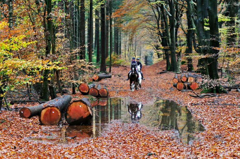 Ruiters te paard in bos