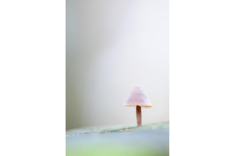 Lonely mushroom on tree trunk