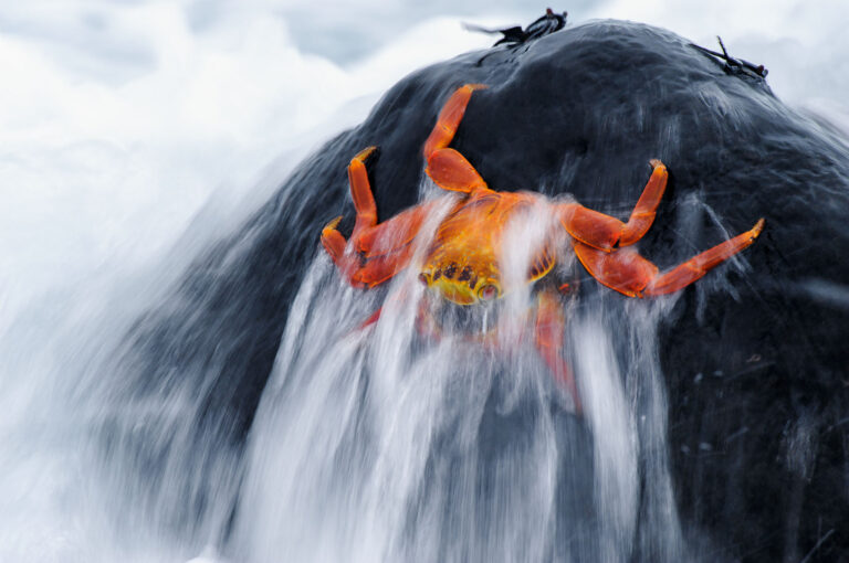 Sally lightfoot crabs holding on to the rock they sit on while a wave goes over them