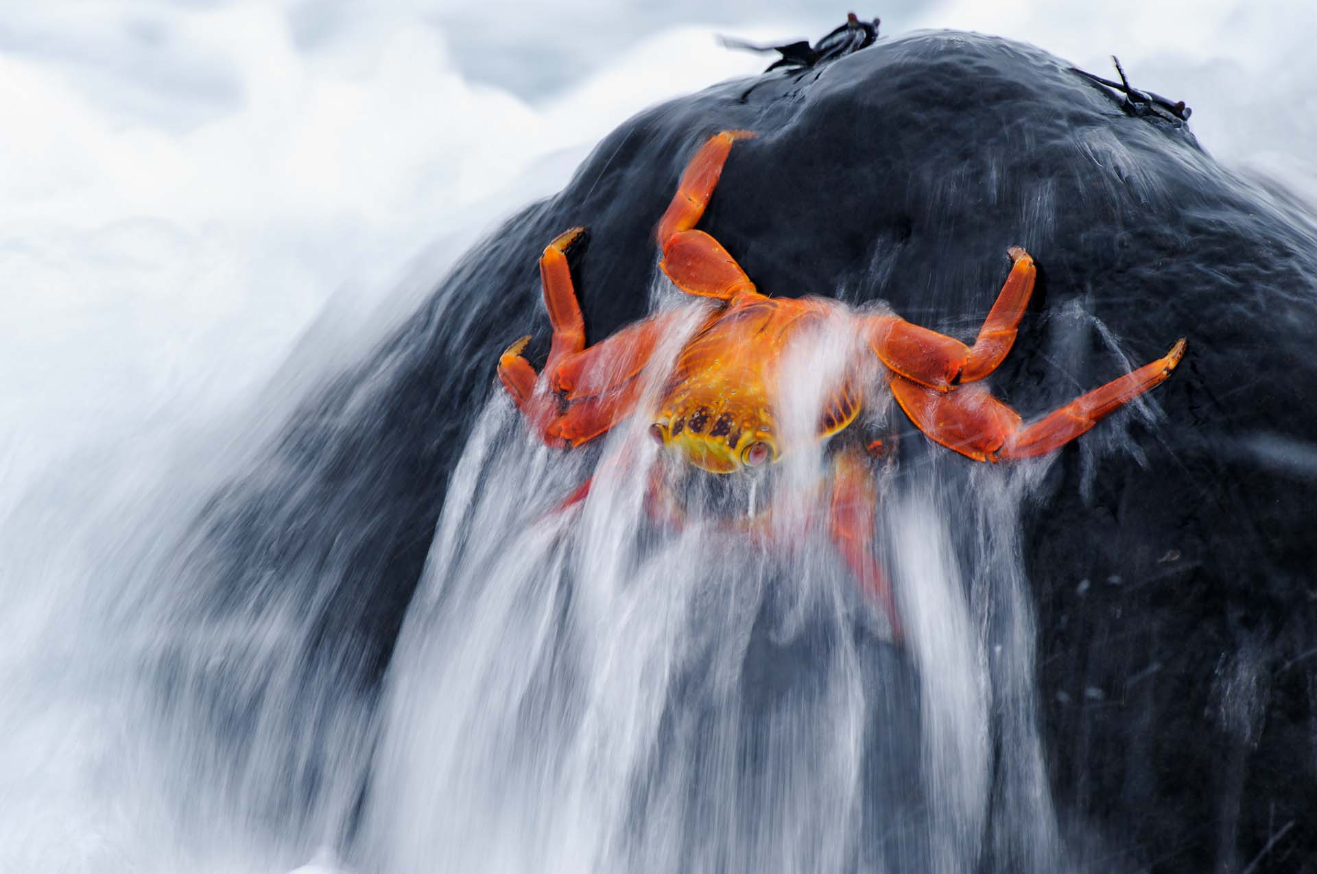 A wave going over sally lightfoot crabs.