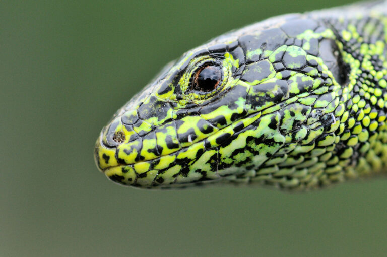 Close up portrait of a male sand lizard