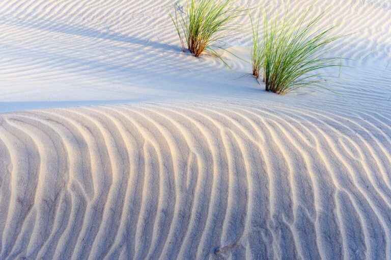 Young dune with sand patterns and two marram grasses