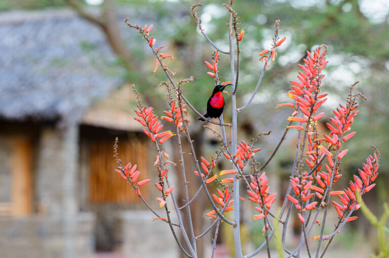 Sunbird on aloe against the background of cottages