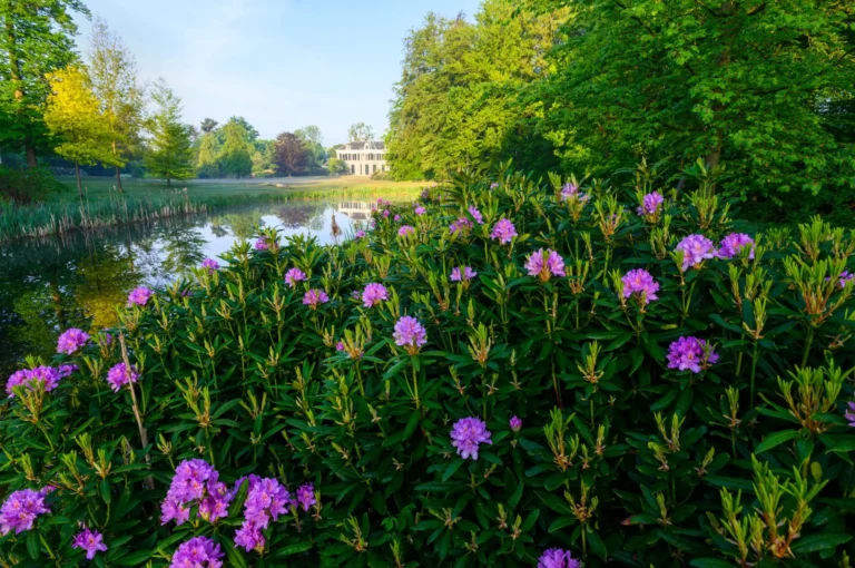 Bloeiende rododendrons met landhuis Schaep en Burgh.