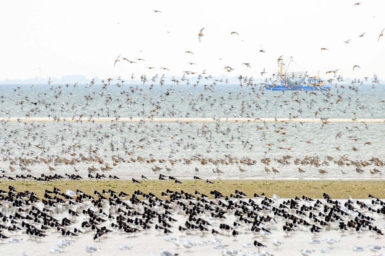 Buitendijkse hoogwatervluchtplaats in Waddenzee bij Ameland met scholeksters, rosse grutto's en wulpen. In de achtergrond passeert een vissersboot.