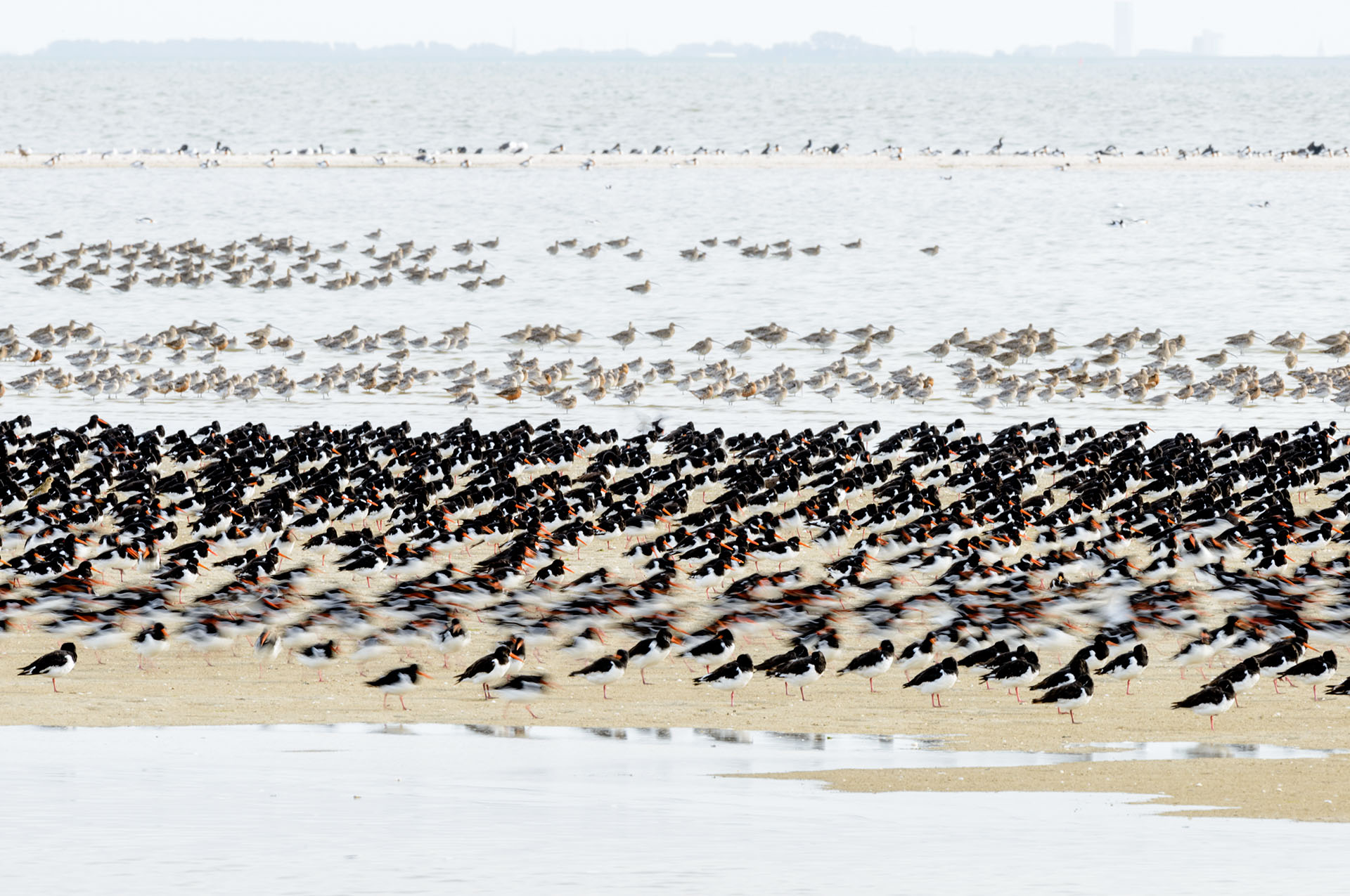 Scholeksters, rosse grutto's, bonte strandlopers en wulpen op buitendijkse hoogwatervluchtplaats in Waddenzee bij Ameland.