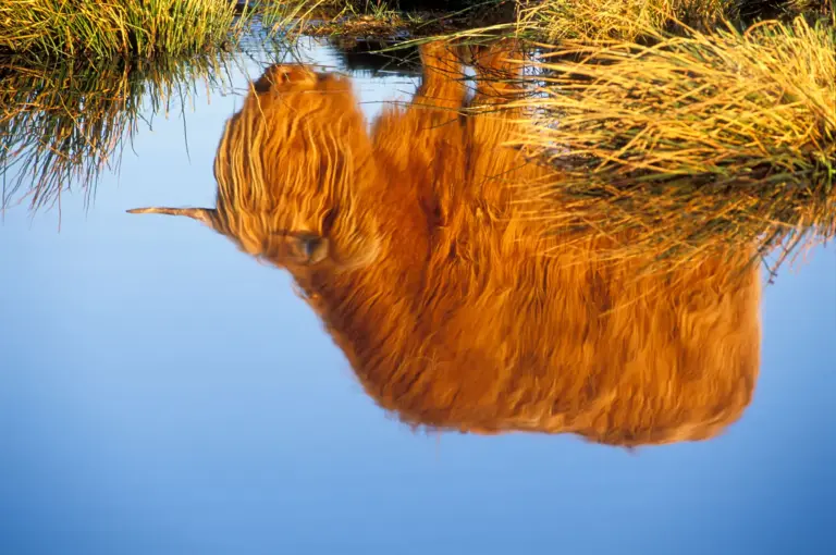 Schotse hooglander spiegeling in water