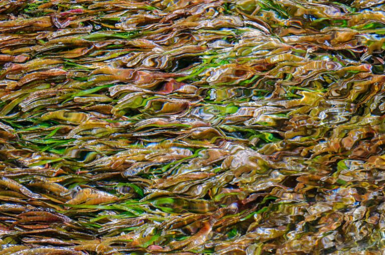 Sea grass in different colors at low tide with water flowing over it