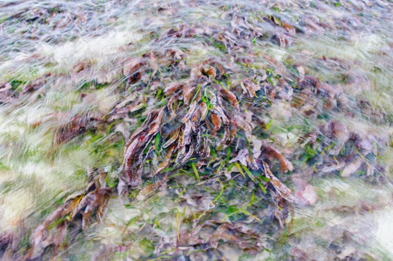Sea grass at low tide with water visibly flowing