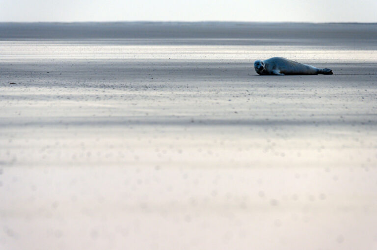 Seal on beach Ameland