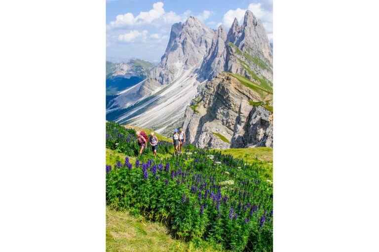 Seceda with wild aconites and kids, hikers.