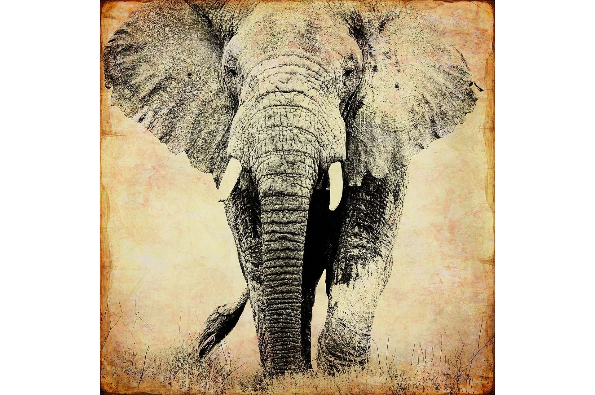 Print of African elephant, photo mixed with texture