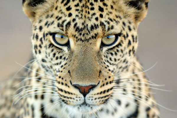 Serengeti leopard gaze