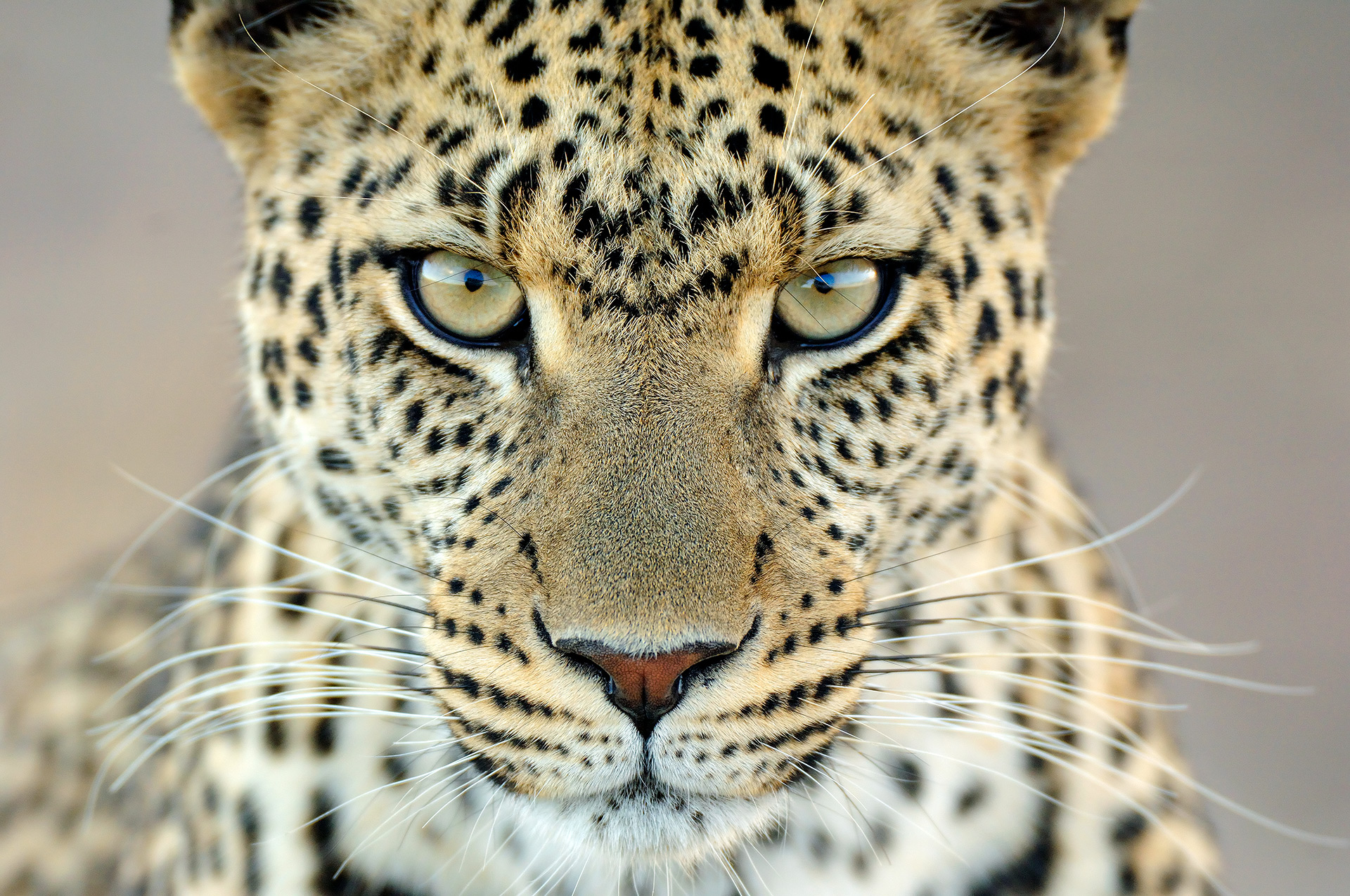 Serengeti leopard gaze