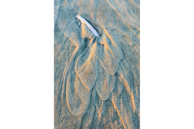 Shell and sand patterns on beach with last sunlight