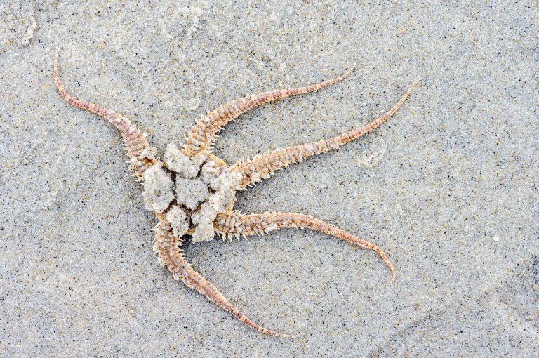 Slangster op strand