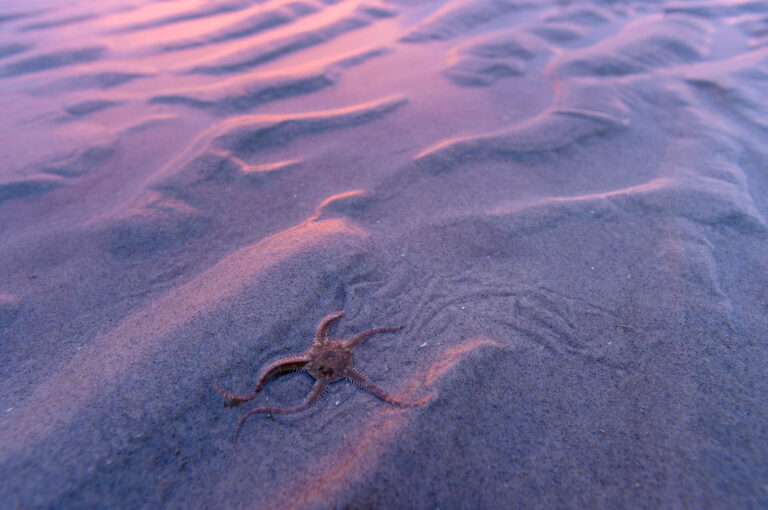 Slangster, een soort zeester in laagje water op strand