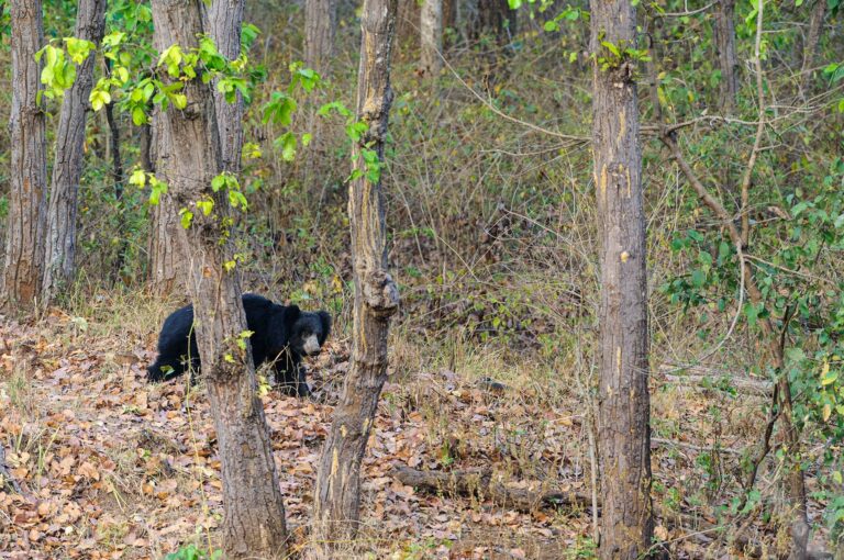 Sloth bear walking in forest.