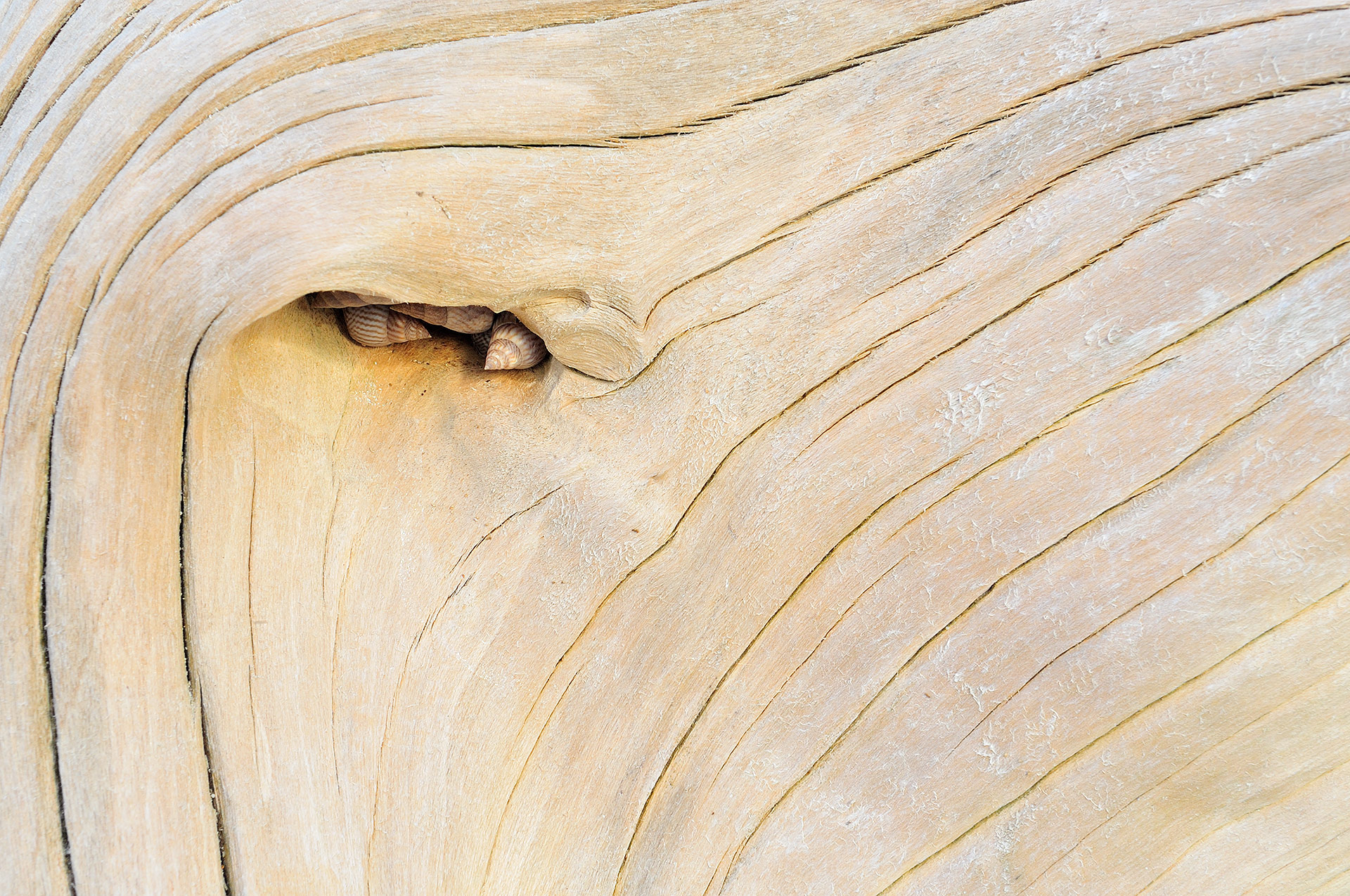 Sea snails at low tide, on a piece of wood, tree.