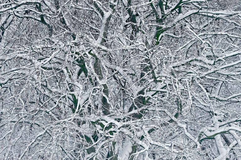 Met sneeuw bedekte boom