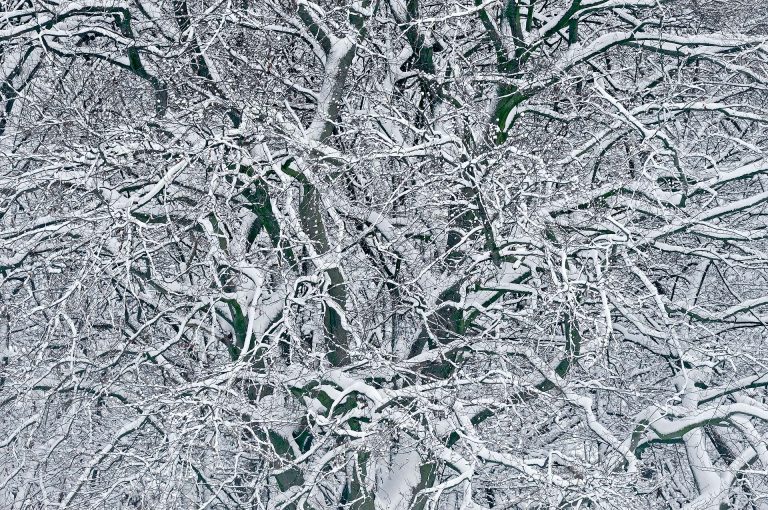 Snow covered tree in forest of Amelisweerd