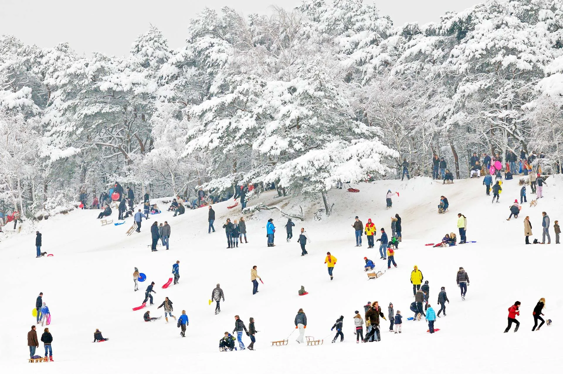 Sleeën in winterse Soesterduinen