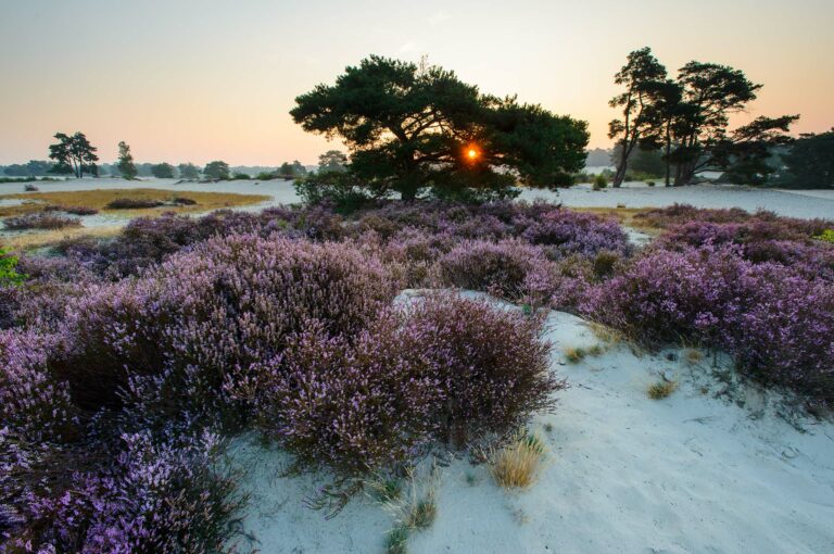 Zonsopkomst achter een grove den in Soester Duinen, ook wel Soesterduinen, met bloeiende heide