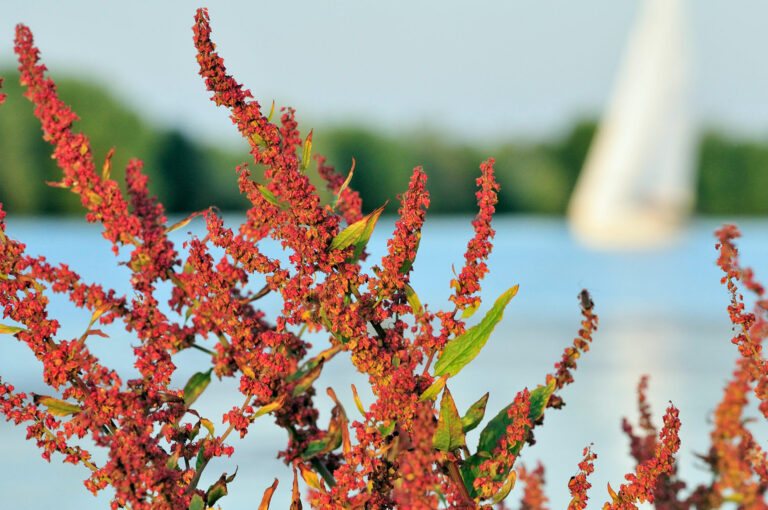 Sorrel along and sailing boat on the river Maas