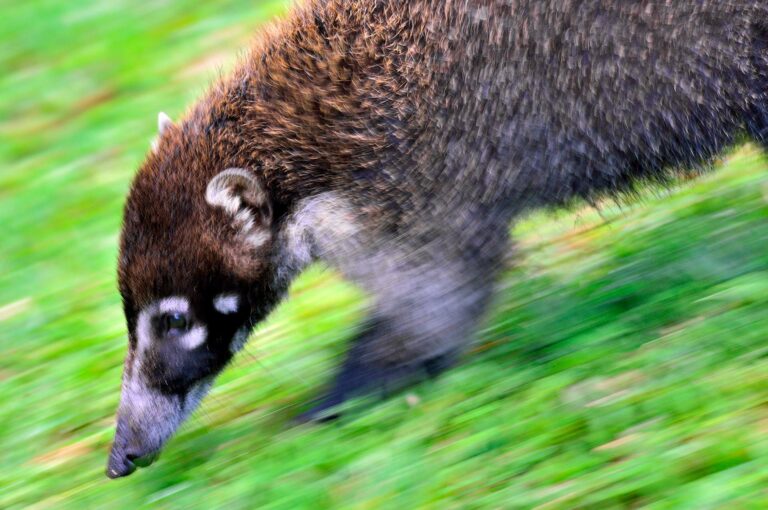 Coati