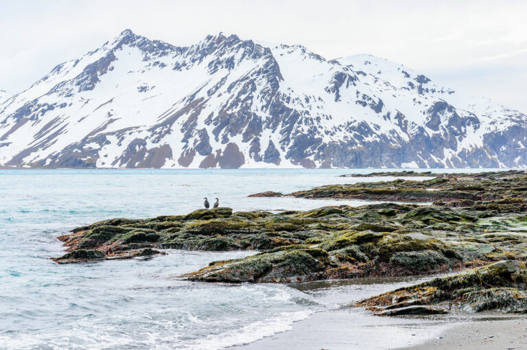 Twee aalscholvers aan de kust van South Georgia