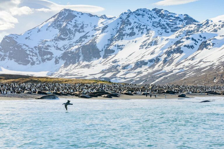 Koningspinguïns en zuidelijke zeeolifanten in St Andrews Bay, South Georgia. Over zee vliegt een noordelijke reuzenstormvogel.