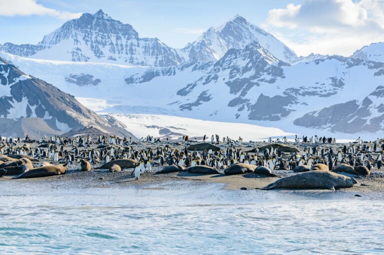 Pinguïns en zeeolifanten op een winters strand.