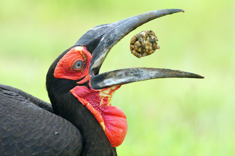 A ground hornbill eats a tortoise