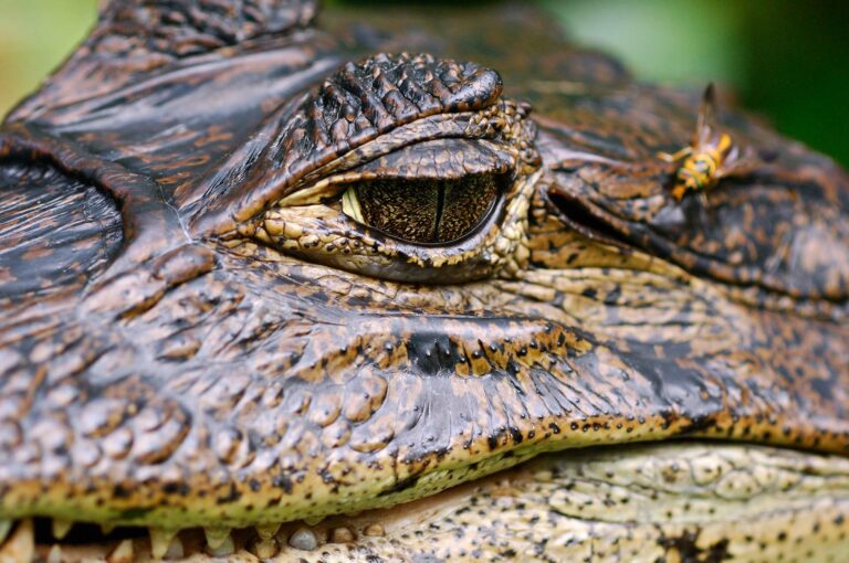 Close up portrait of a wild spectacled caiman
