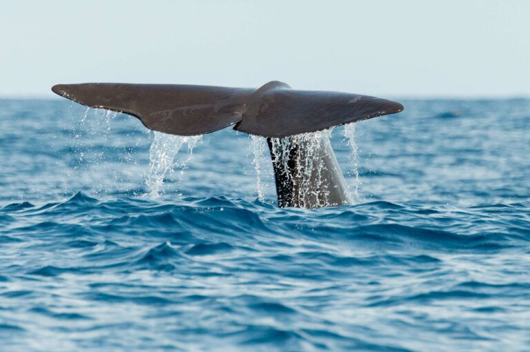 Tale of sperm whale.