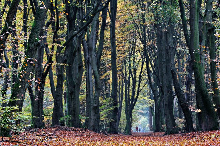Speulderbos in herfst