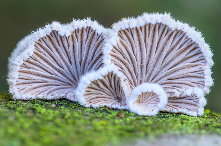 Close up macro of underside wit mushroom slats of split gill fungus