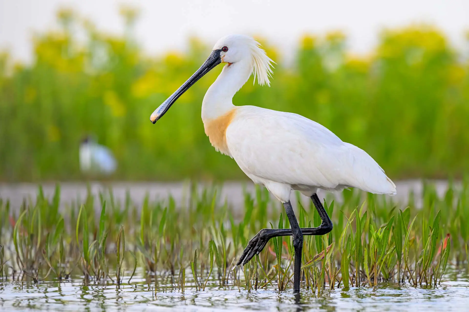 European spoonbill
