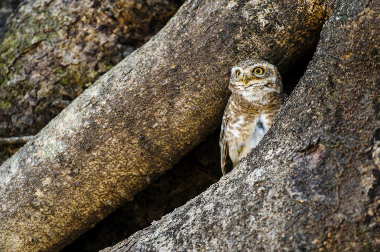 Spotted owlet in tree