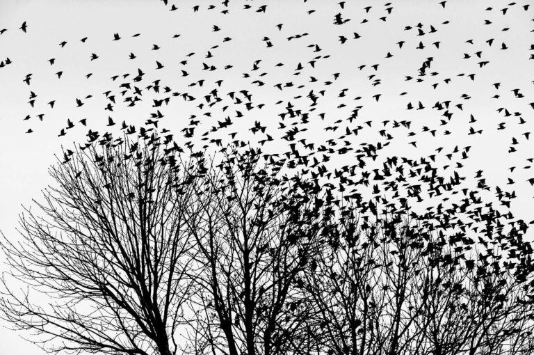Een groep spreeuwen vliegt net boven kale boomtoppen.